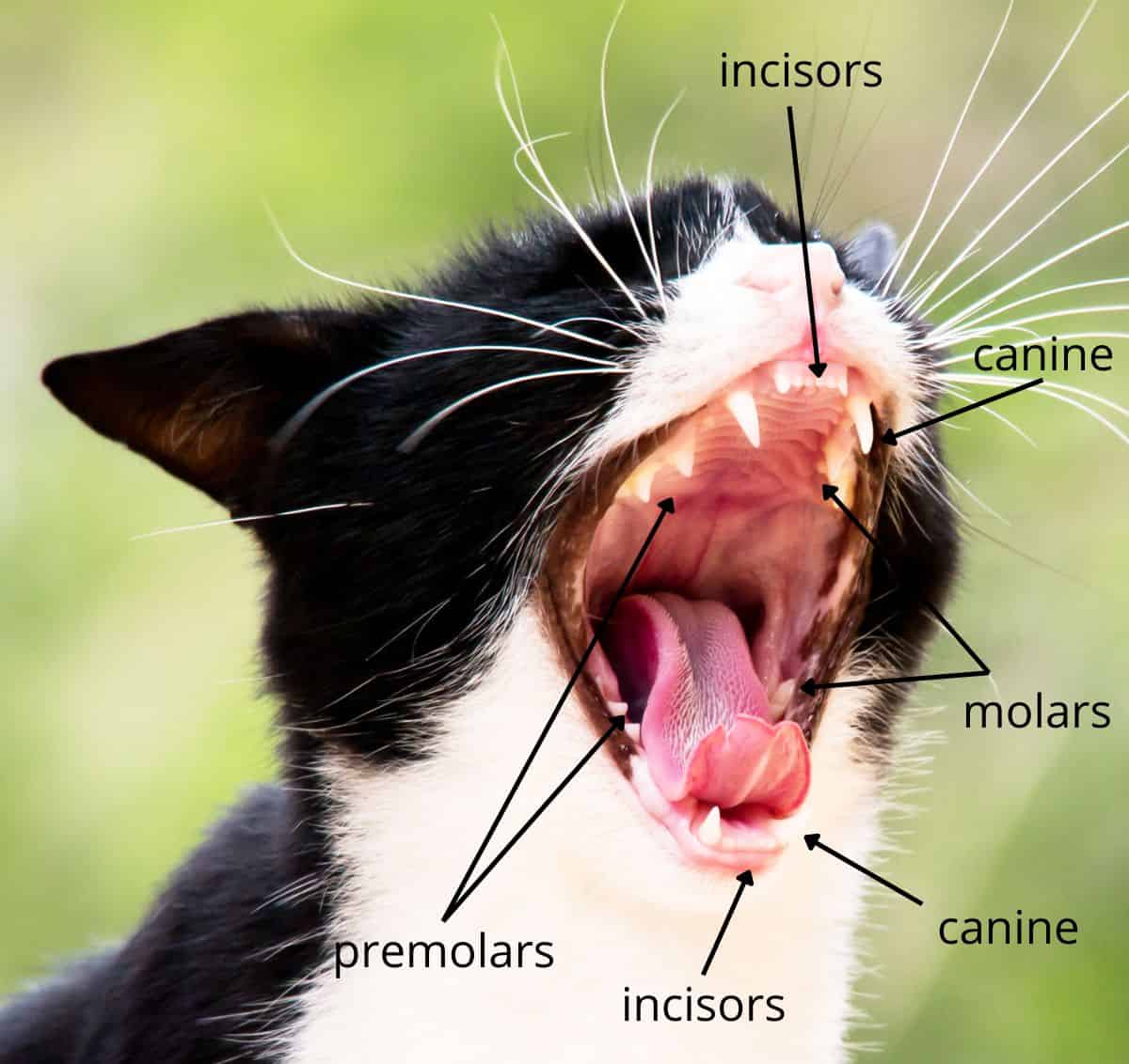 Cat Teeth - Explore Cats